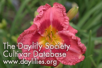 Daylily Garden Accent